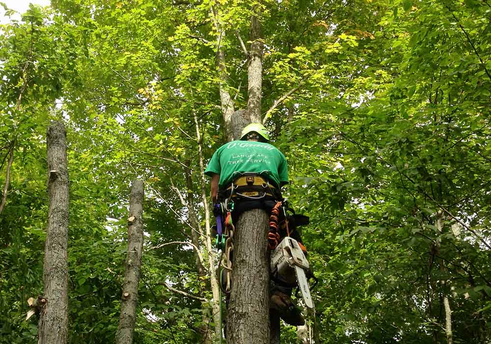 Tree care services in Northern Michigan from Nate O'Grady